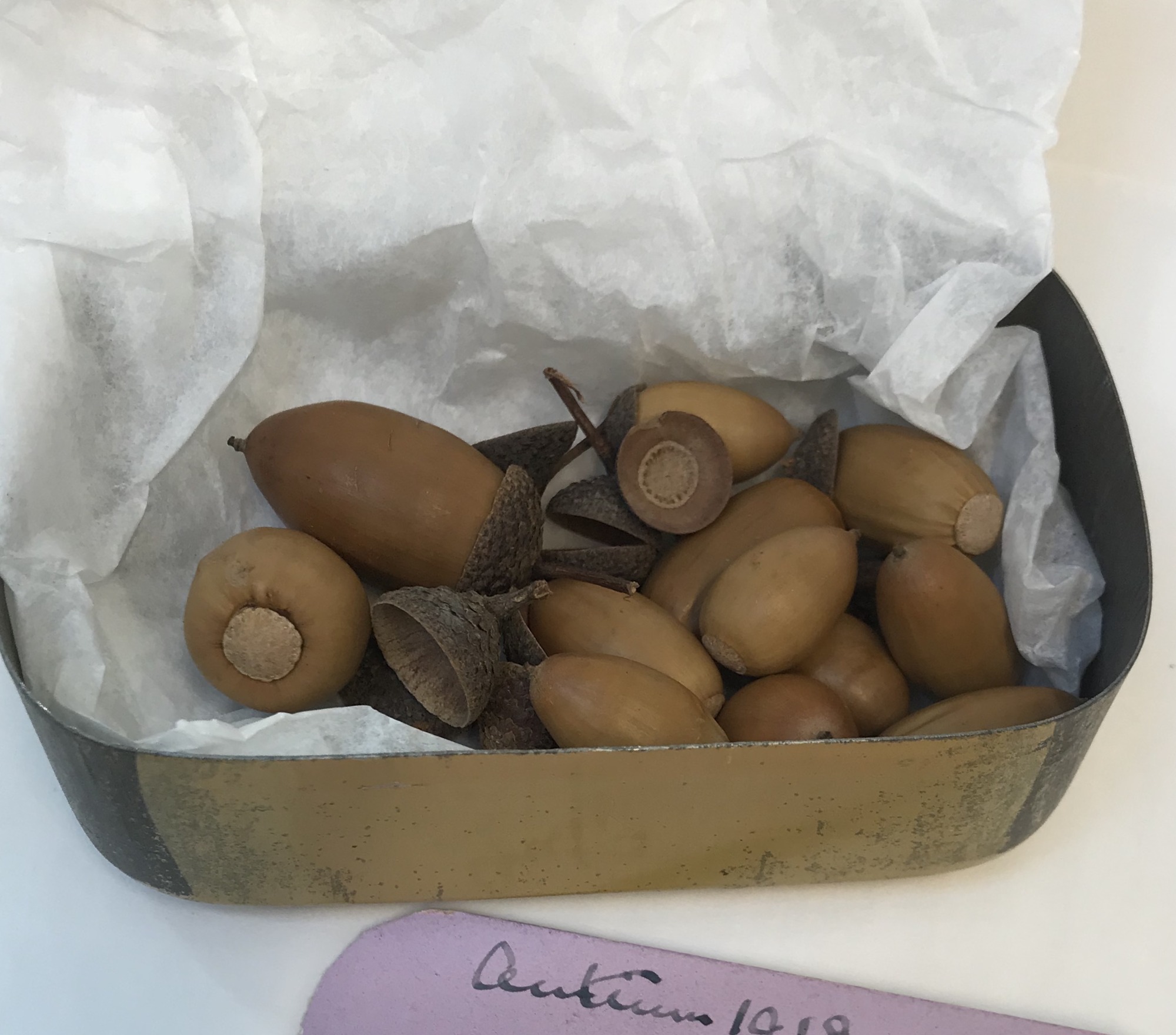 Tin box containing acorns: Open tin showing acorns