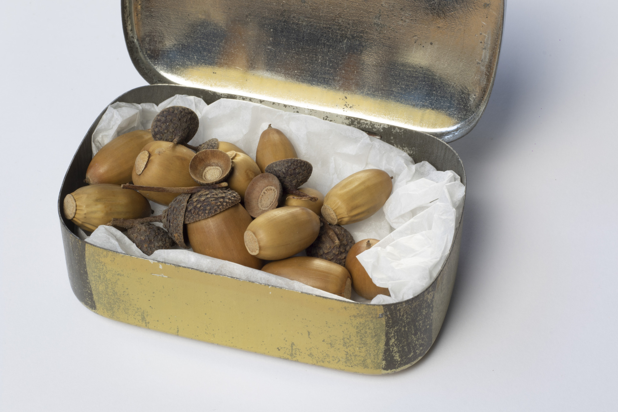 Tin box containing acorns: top view of tin