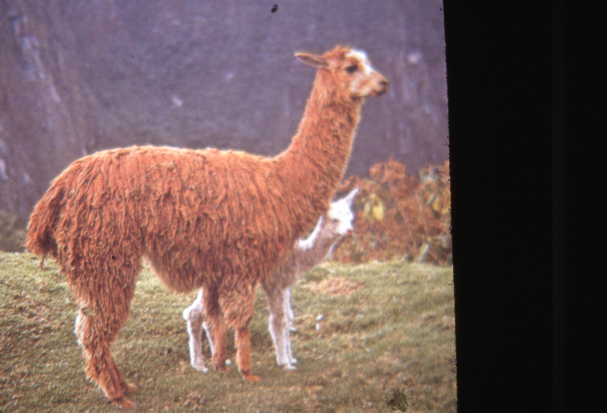 Alpaca and its offspring