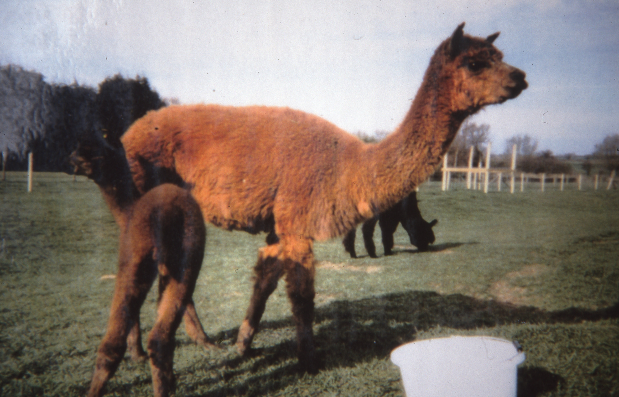Alpaca at Milton Keynes