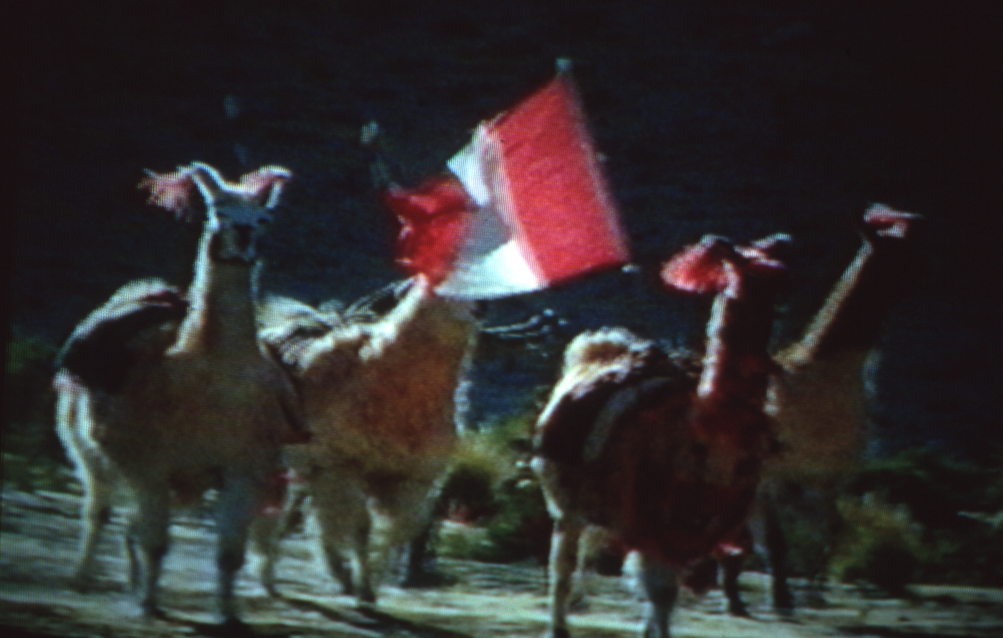Alpaca race (1)