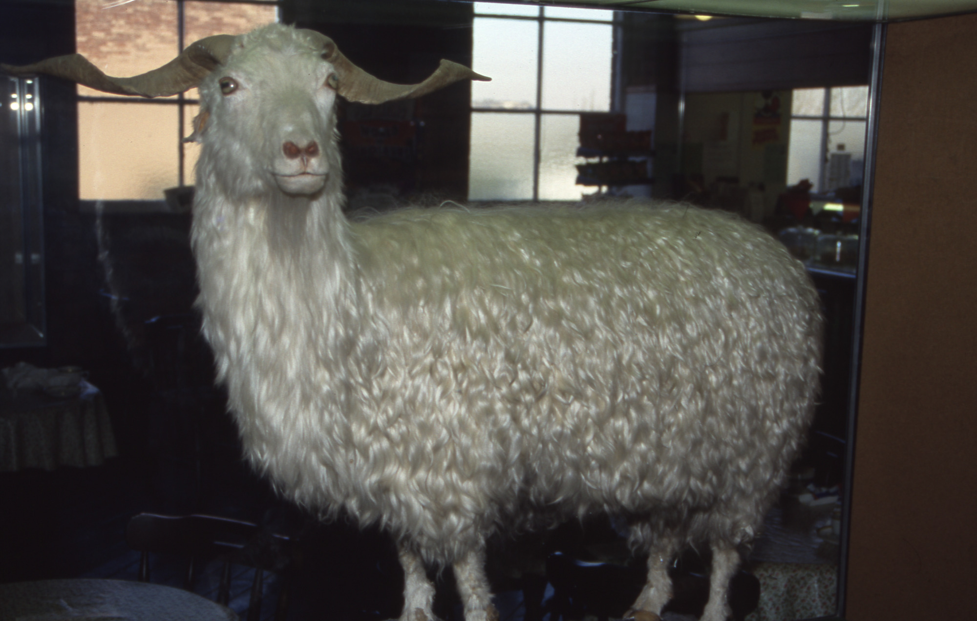 Angora goat