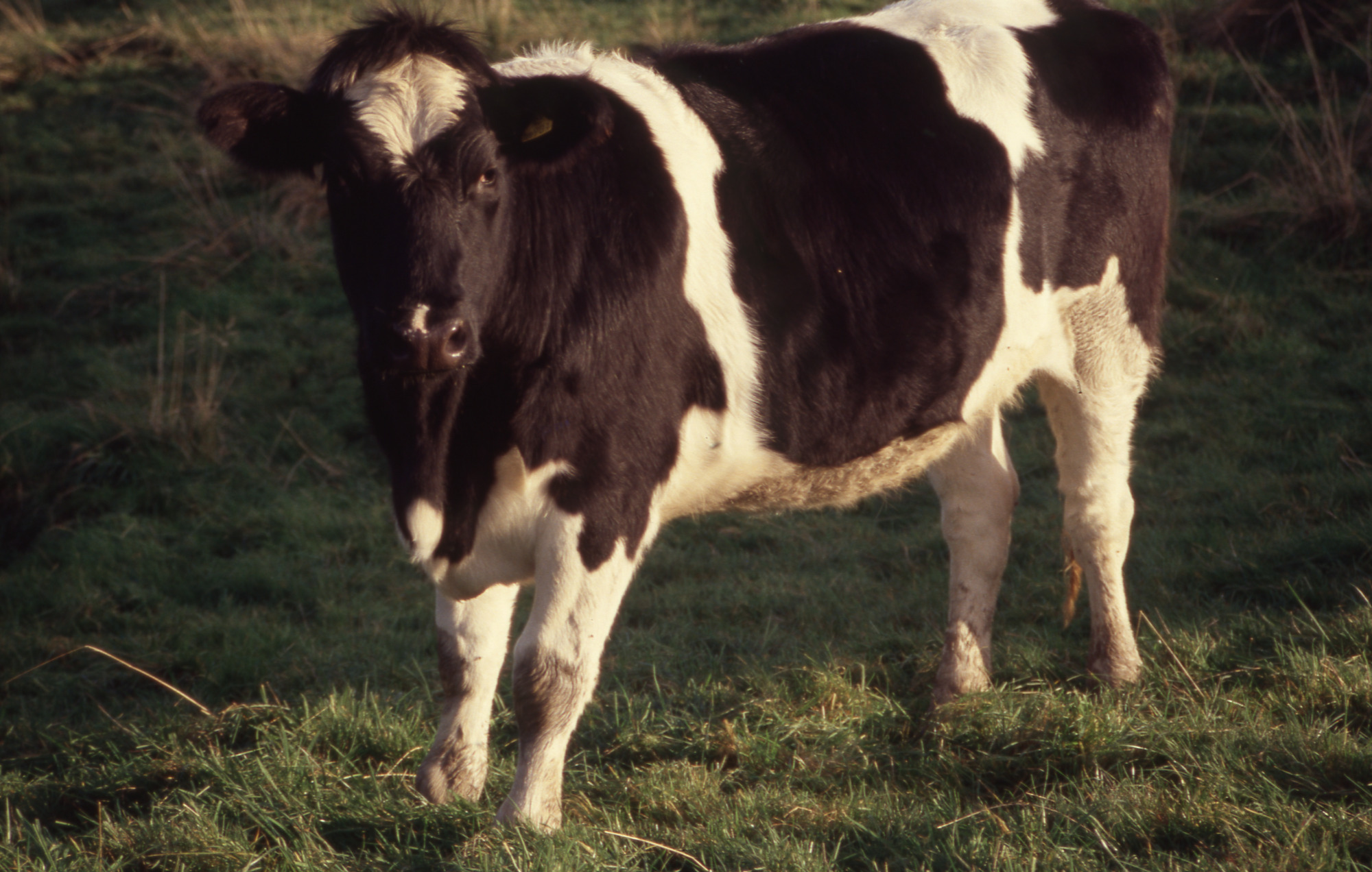 Cow