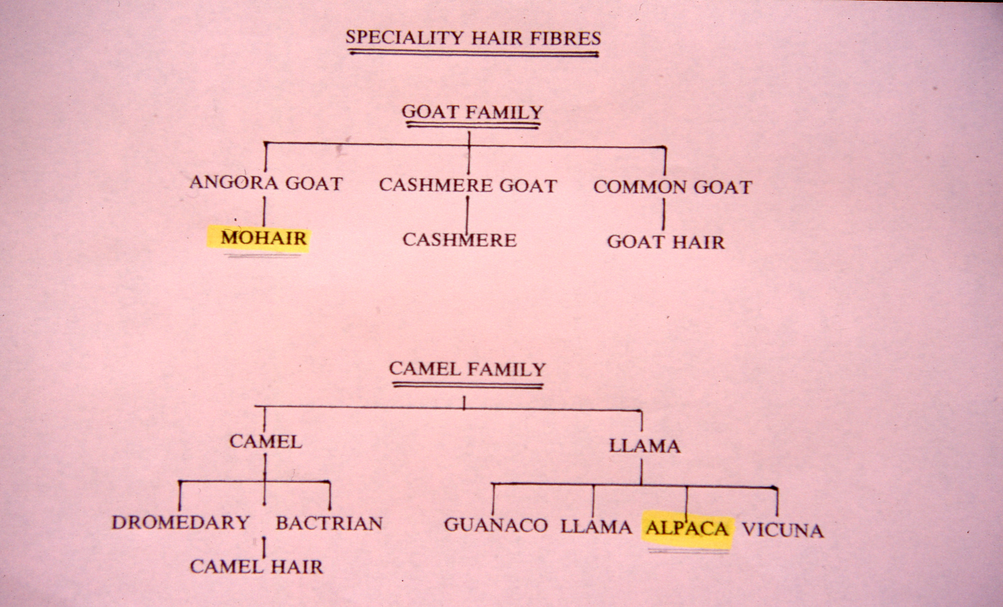 Goat & llama family tree